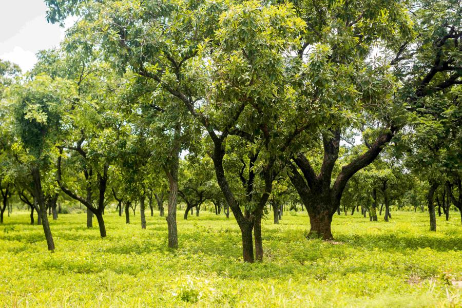 Protecting Ghana’s Natural Beauty: Environmental Conservation Efforts