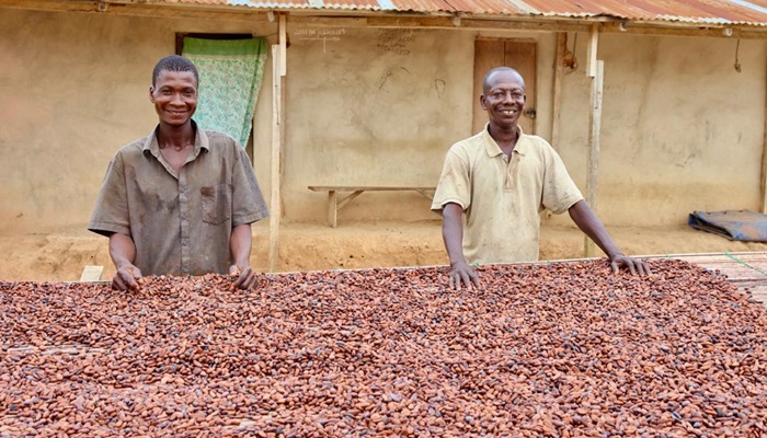 Transforming Ghana’s Cocoa Sector: Why Cocoa Farmers Should Back Dr. Bawumia in 2024