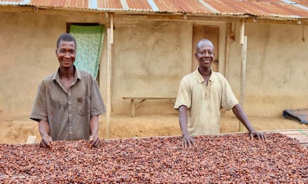 Cocoa prices reach 8-month high of $10,961 on global exchanges