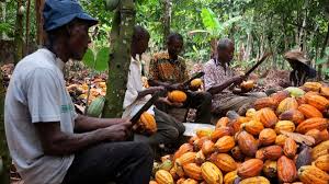 cocoa farmers