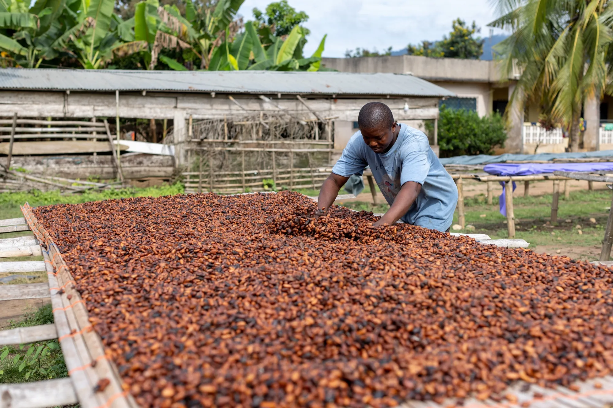 COCOBOD