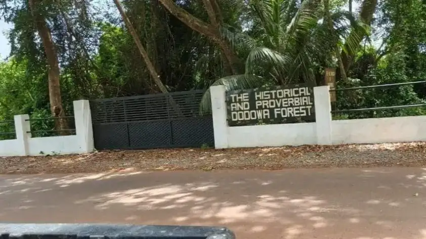 Dodowa Forest